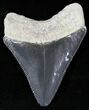 Dark Gray Serrated  Bone Valley Megalodon Tooth #22171-1
